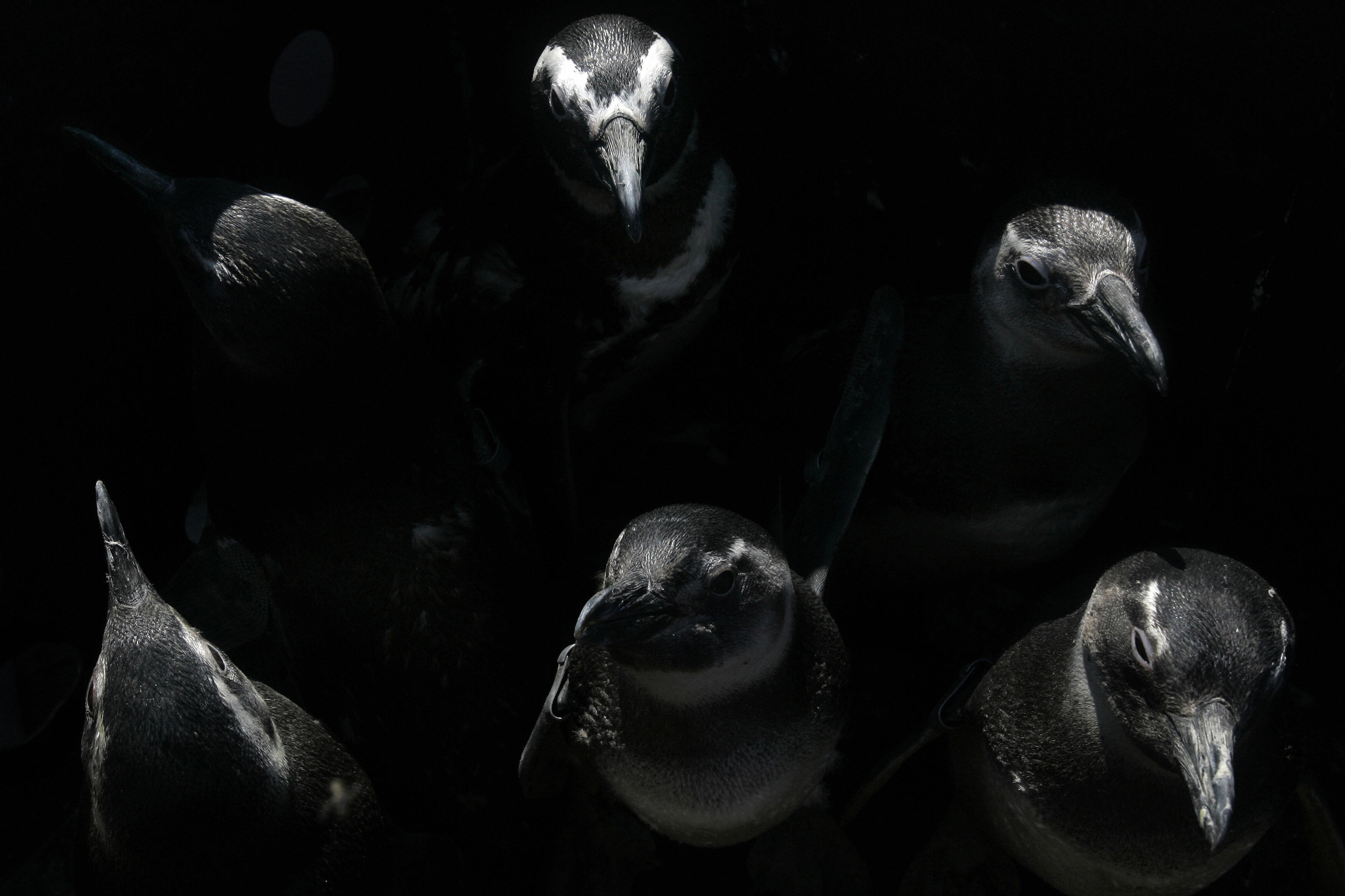 Magellanic penguins are seen in a box on